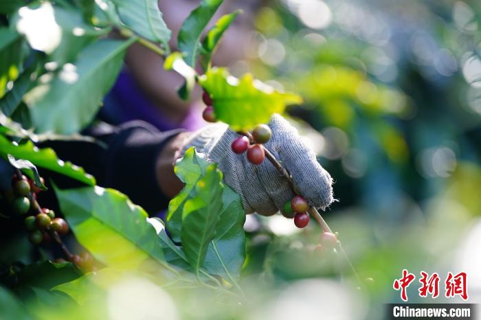 収穫シーズンを迎えたプーアル産コーヒー　雲(yún)南省