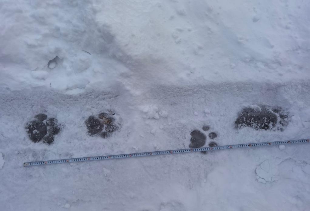 11月26日、職員が長白山の西斜面で発見した野生のアムールトラのものと見られる足跡（寫真提供?取材対応者）。