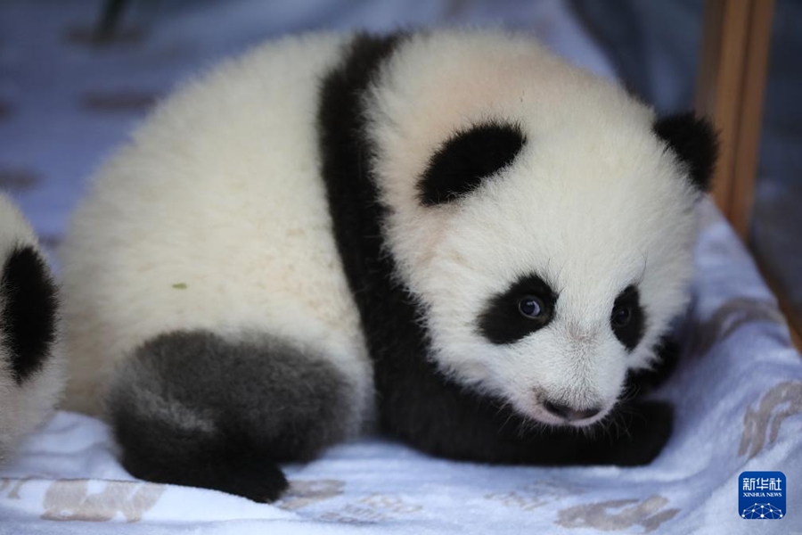 ドイツ生まれの雙子パンダの名前が決定！　「夢好」と「夢甜」に