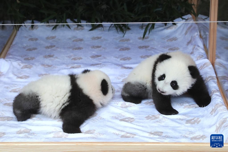 ドイツ生まれの雙子パンダの名前が決定！　「夢好」と「夢甜」に