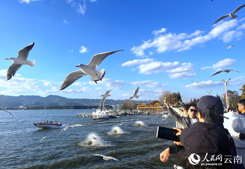 暖かな冬の日差し受けながら、ユリカモメと戯れる人々　雲(yún)南省昆明