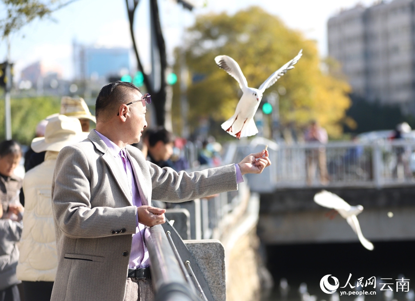 暖かな冬の日差し受けながら、ユリカモメと戯れる人々　雲(yún)南省昆明