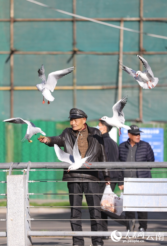 暖かな冬の日差し受けながら、ユリカモメと戯れる人々　雲(yún)南省昆明