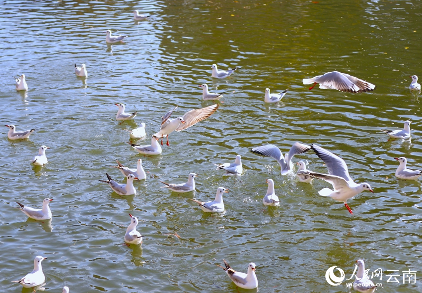 暖かな冬の日差し受けながら、ユリカモメと戯れる人々　雲(yún)南省昆明