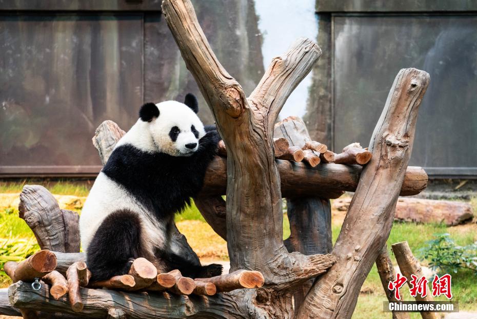 ジャイアントパンダ「安安」と「可可」の一般公開スタート　香港特區(qū)