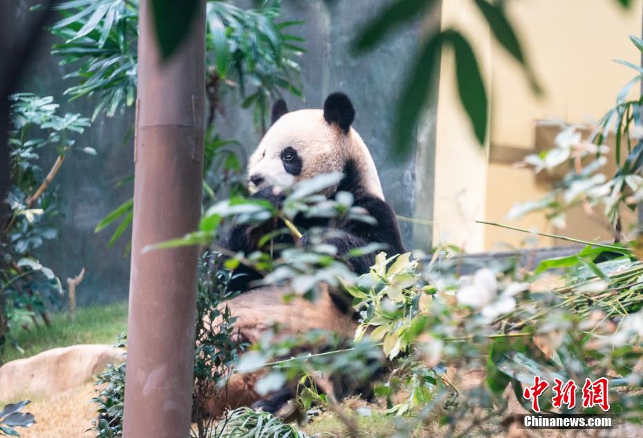 ジャイアントパンダ「安安」と「可可」の一般公開スタート　香港特區(qū)