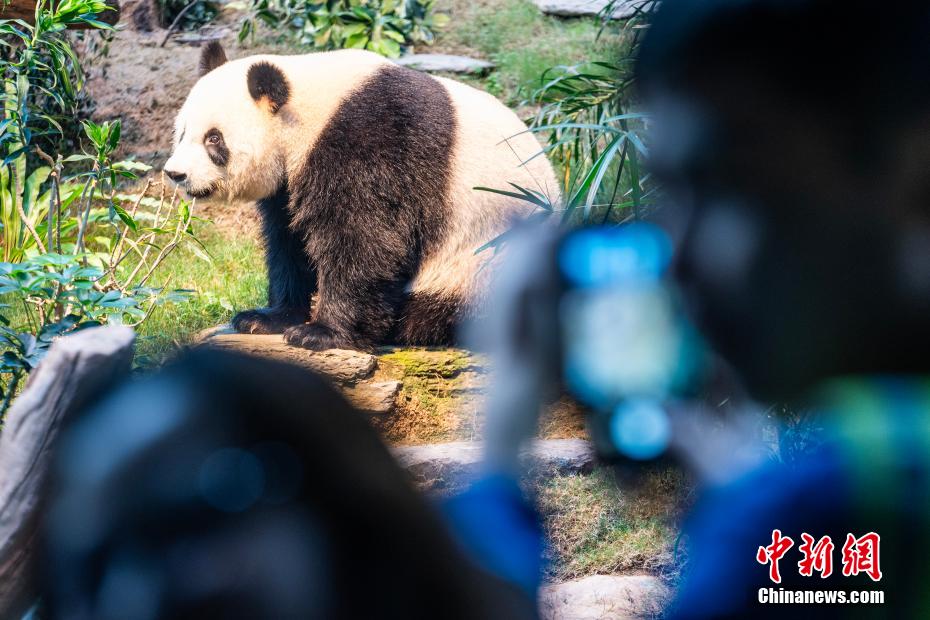 ジャイアントパンダ「安安」と「可可」の一般公開スタート　香港特區(qū)