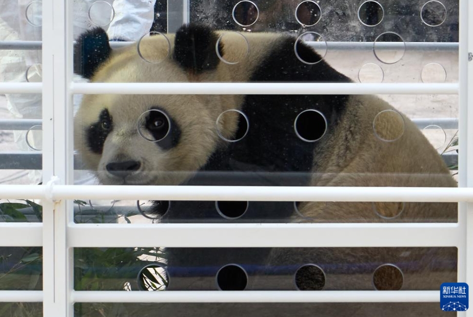 ベルギー生まれのパンダ3頭が中國(guó)に向けて出発