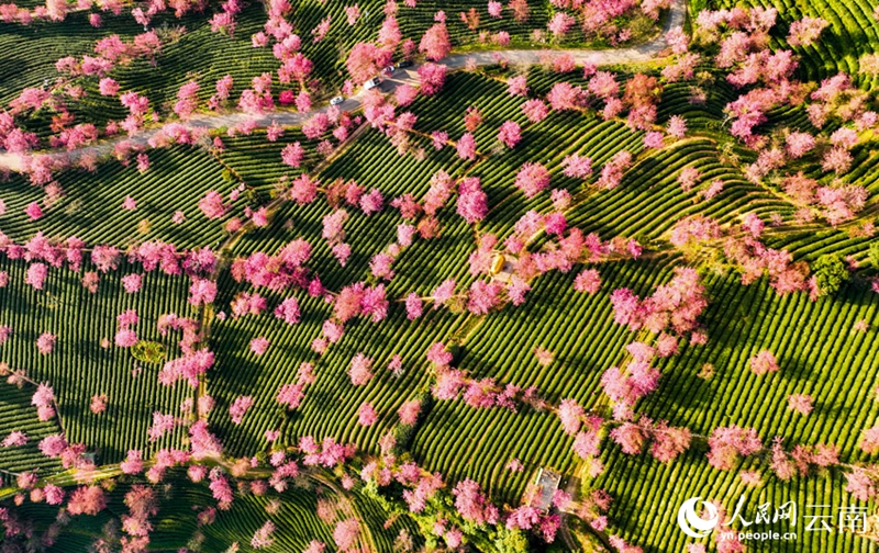 雲(yún)南省では早くも桜が満開になり春の息吹？