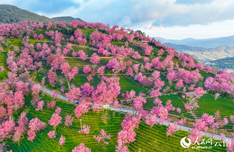 雲(yún)南省では早くも桜が満開になり春の息吹？