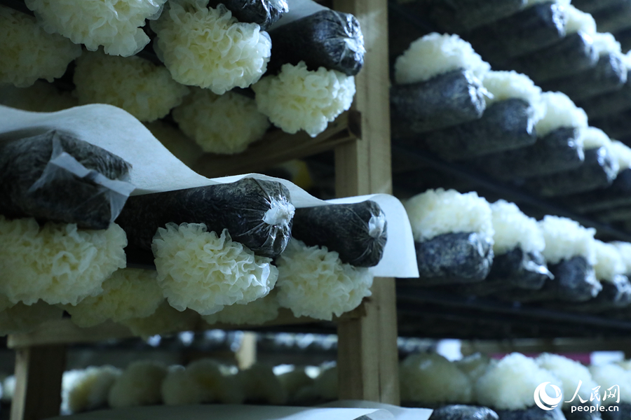 栽培棚で育つ白キクラゲ。（撮影?李唯一）