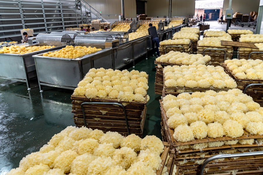 古田の白キクラゲ生産作業(yè)場。（撮影?王夏氷）