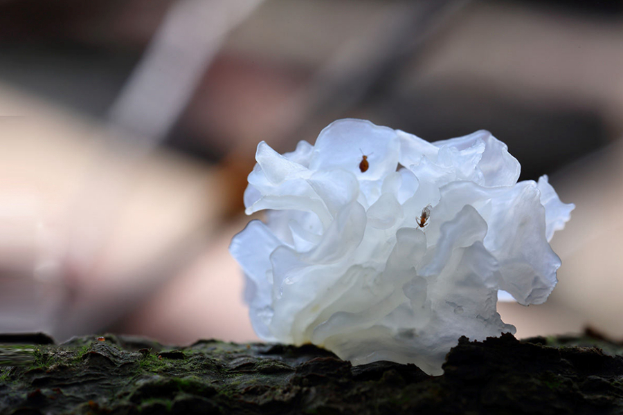 白キクラゲ。（寫真提供は古田県メディアコンバージェンスセンター）