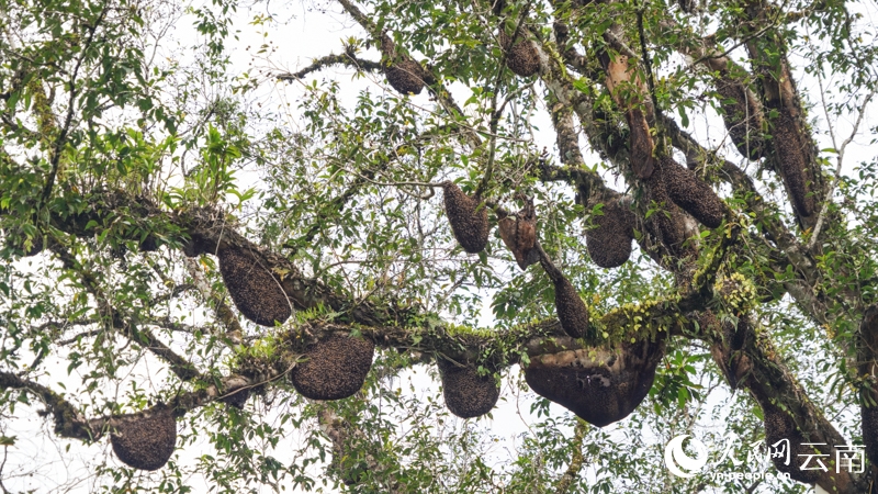 オオミツバチの巣が50個(gè)以上「鈴生り」になる雲(yún)南省の古樹