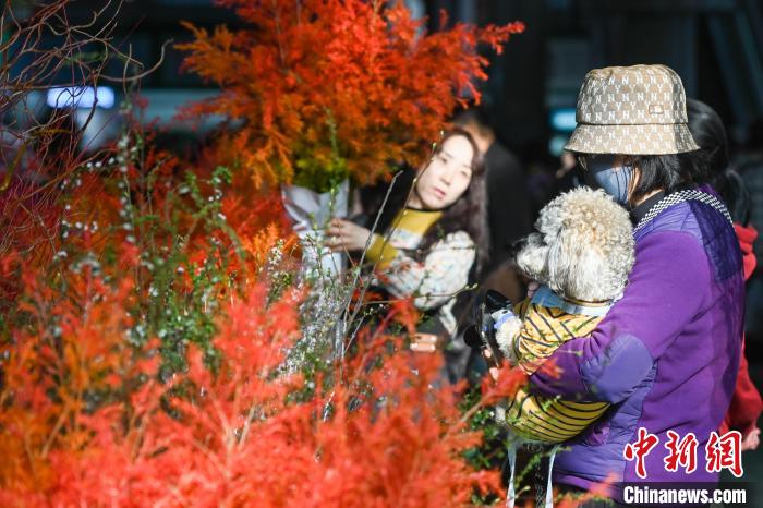 昆明斗南花卉市場(chǎng)で元旦に飾る花の売れ行きが好調(diào)に　雲(yún)南省