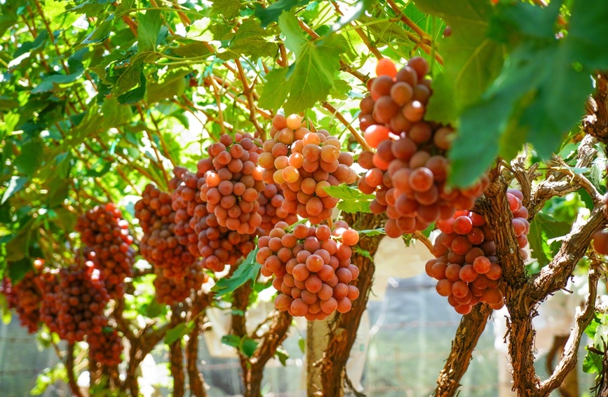 果物食べ放題を?qū)g現(xiàn)！1人あたりの果物生産面積が約670平方メートル　雲(yún)南省賓川県