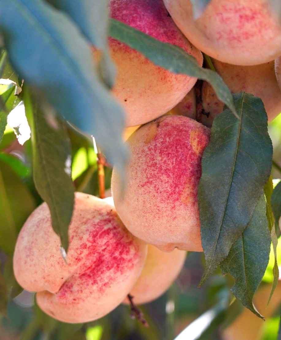 果物食べ放題を?qū)g現(xiàn)！1人あたりの果物生産面積が約670平方メートル　雲(yún)南省賓川県