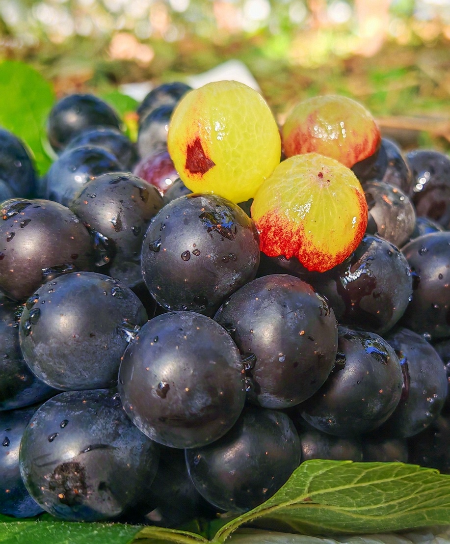 果物食べ放題を?qū)g現(xiàn)！1人あたりの果物生産面積が約670平方メートル　雲(yún)南省賓川県