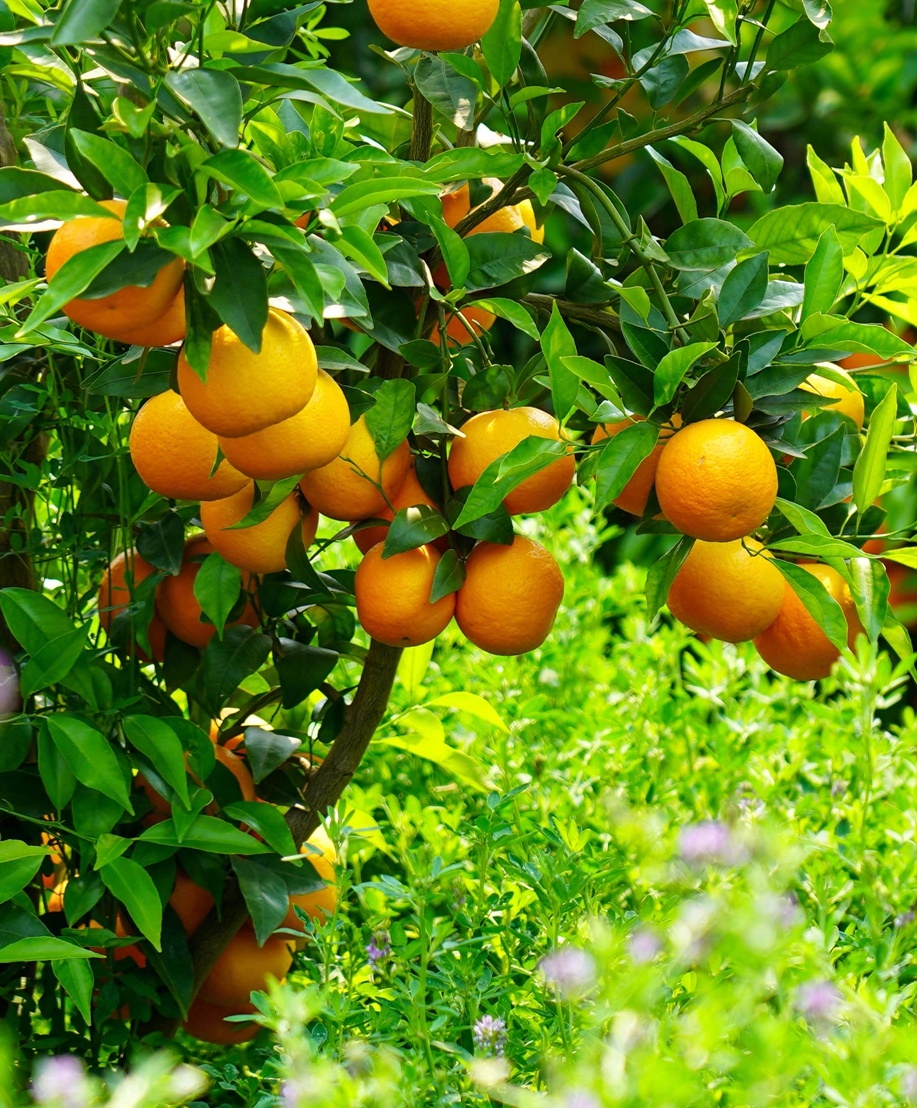 果物食べ放題を?qū)g現(xiàn)！1人あたりの果物生産面積が約670平方メートル　雲(yún)南省賓川県