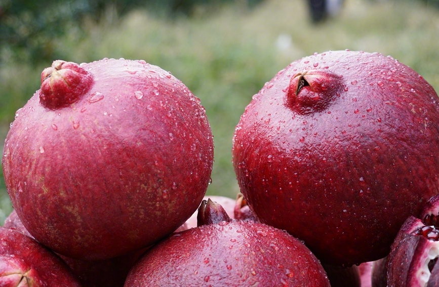果物食べ放題を?qū)g現(xiàn)！1人あたりの果物生産面積が約670平方メートル　雲(yún)南省賓川県