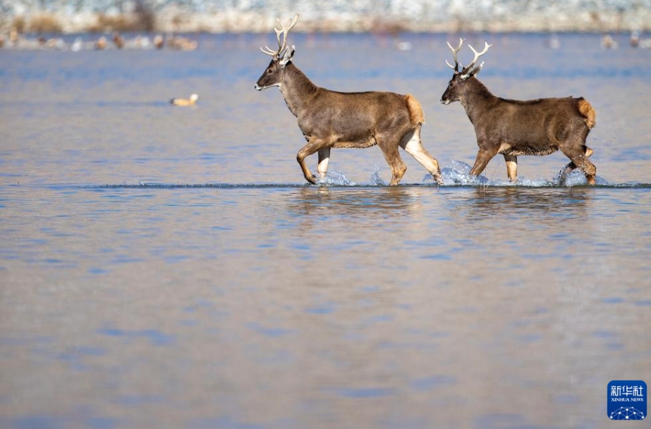 拉薩河にクチジロジカ現(xiàn)わる　西蔵