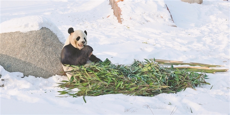 パンダの「佑佑」（撮影?張澍）。