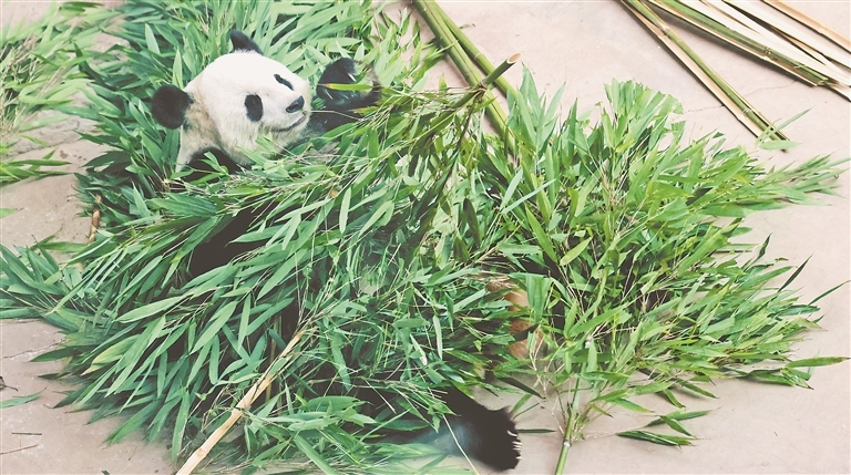 パンダの「思嘉」（撮影?張澍）。
