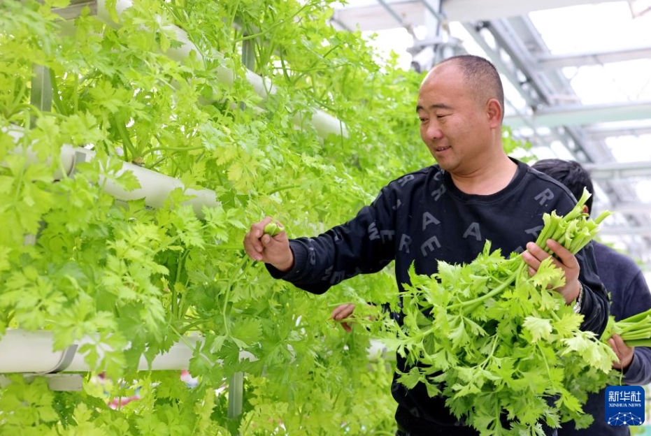 「魚(yú)菜共生」新モデルを模索　山東省棗荘市