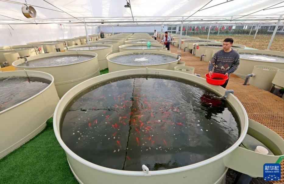 「魚菜共生」新モデルを模索　山東省棗荘市