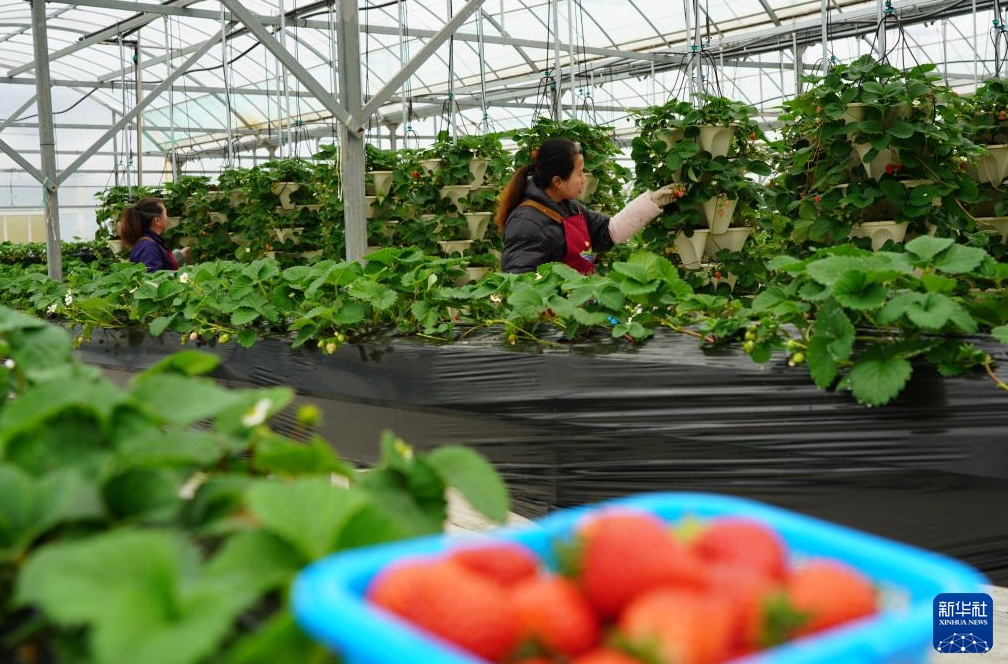 浙江省楽青市清江鎮(zhèn)にあるスマート溫室で、イチゴを収穫する農(nóng)家（12月25日撮影?蔡寛?jiān)?/></a><a href='/n3/2024/1226/c94638-20258839.html' >年末に向けた農(nóng)産物の収穫?出荷に勤しむ中國(guó)各地</a>
</li>
<li id=