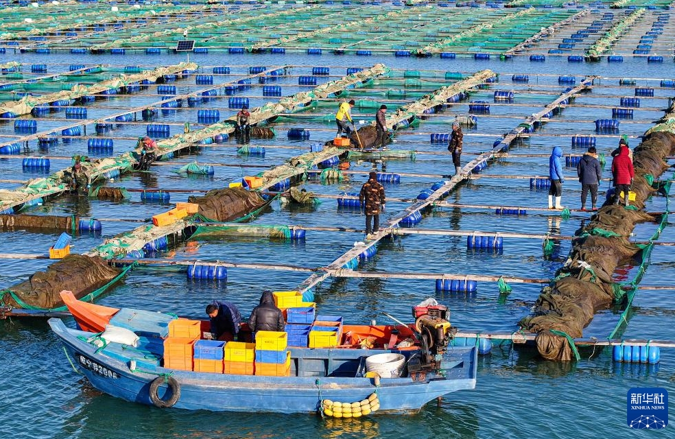 年末に向けた農(nóng)産物の収穫?出荷に勤しむ中國各地