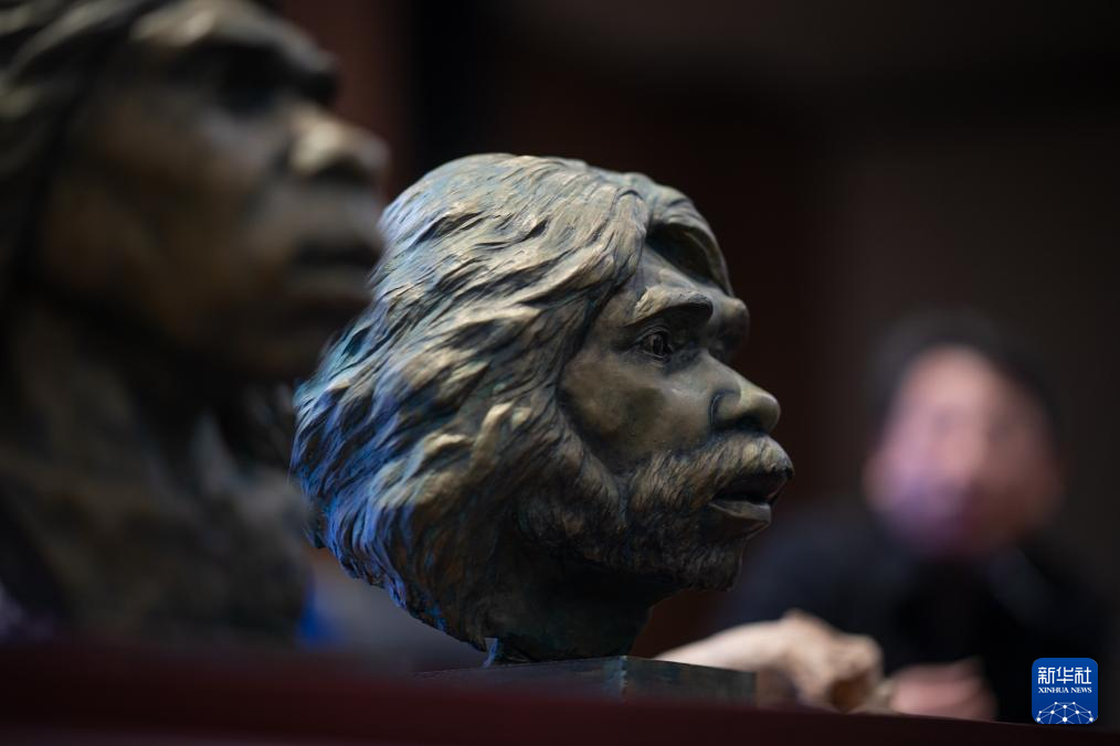 「鄖県人」1號と2號（寫真右）頭骨化石を基に復(fù)元した頭像（12月26日撮影?肖蕓九）。