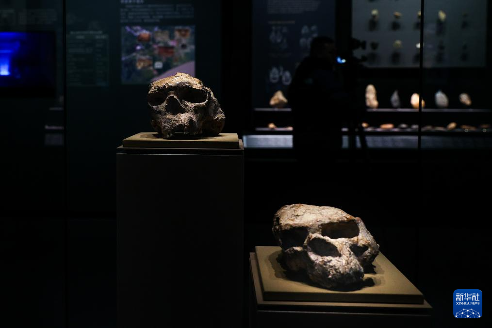 湖北省博物館で公開された「鄖県人」1號（寫真左）と2號頭骨化石（12月26日撮影?肖蕓九）。