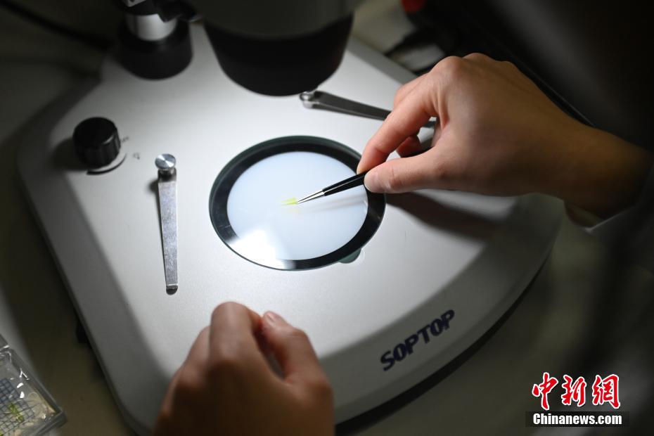 中國(guó)科學(xué)技術(shù)大學(xué)がタコの觸手型ロボットを開発　任意の物體を摑むことが可能