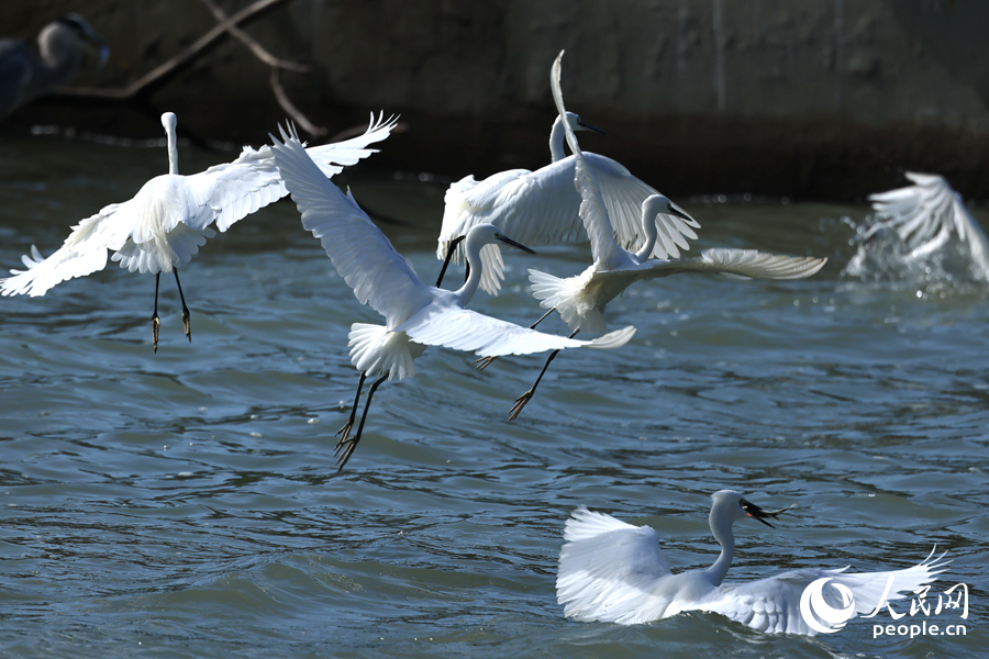 篔簹湖の湖面の上を舞うコサギの群れ（撮影?陳博）。