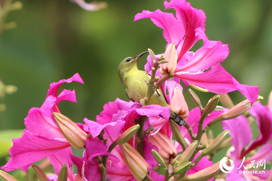 花々の間を飛び回るタイヨウチョウ（撮影?陳博）。