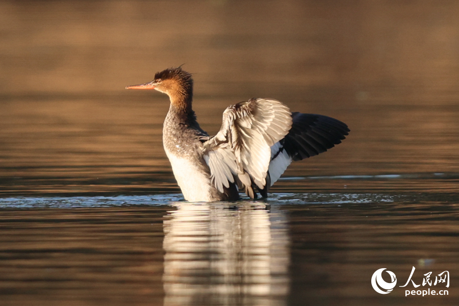 水面で羽を広げるウミアイサ（撮影?陳博）。