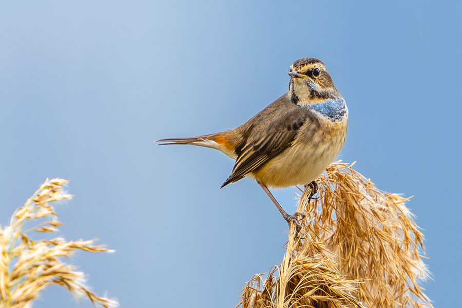 廈門の馬鑾灣濕地で撮影したオガワコマドリ（撮影?張?zhí)壹t）。
