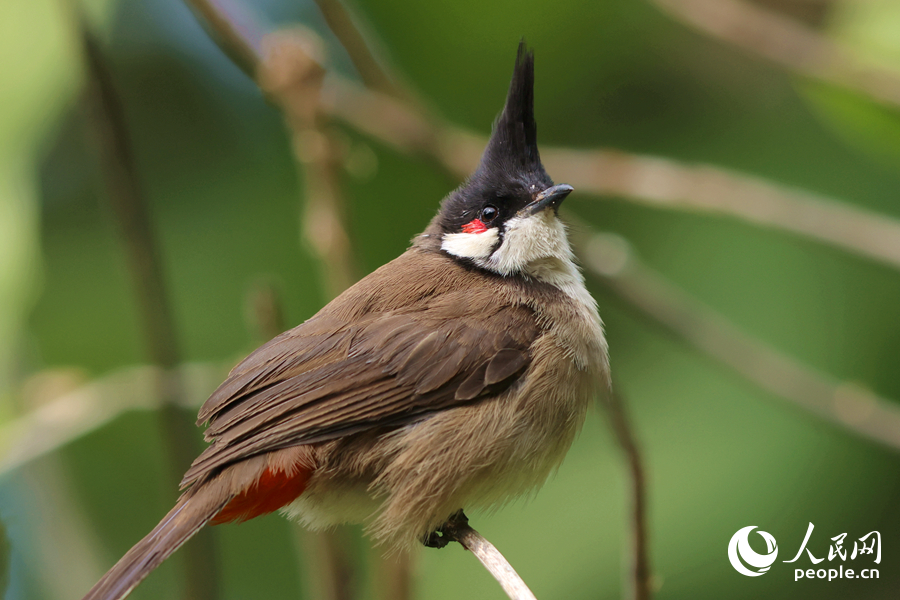 羽冠が特徴的なコウラウン（撮影?陳博）。