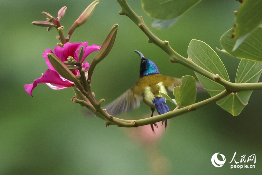 バウヒニアの花とカラフルなタイヨウチョウ（撮影?陳博）。