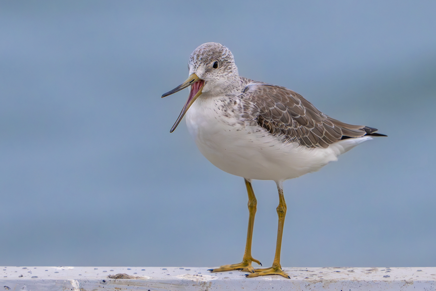 廈門七星礁海岸でさえずるカラフトアオアシシギ（撮影?張?zhí)壹t）。