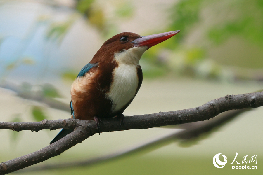 廈門湖里公園の湖畔で、枝の上にとまるアオショウビン（撮影?陳博）。