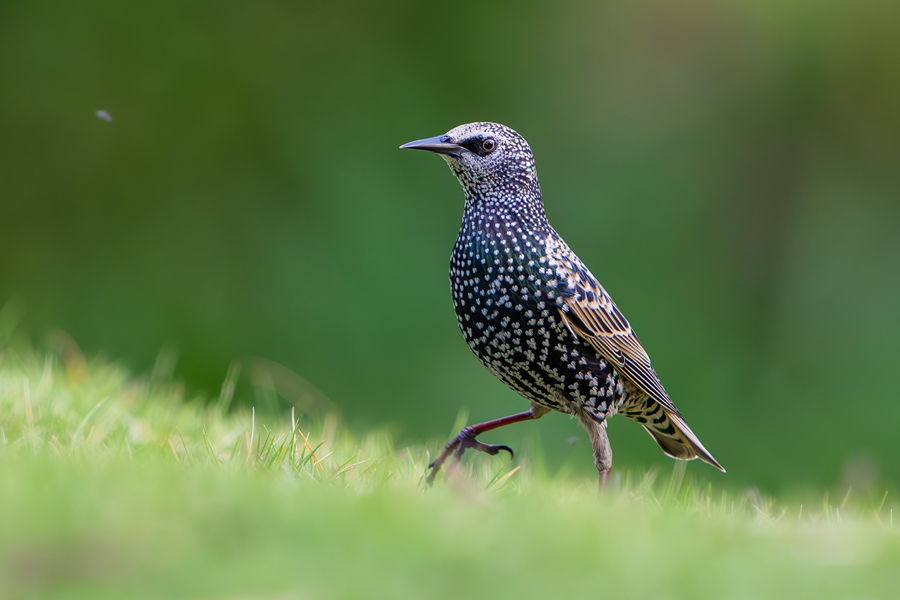廈門園林博覧苑の草地の上を優(yōu)雅に歩くホシムクドリ（撮影?張?zhí)壹t）。