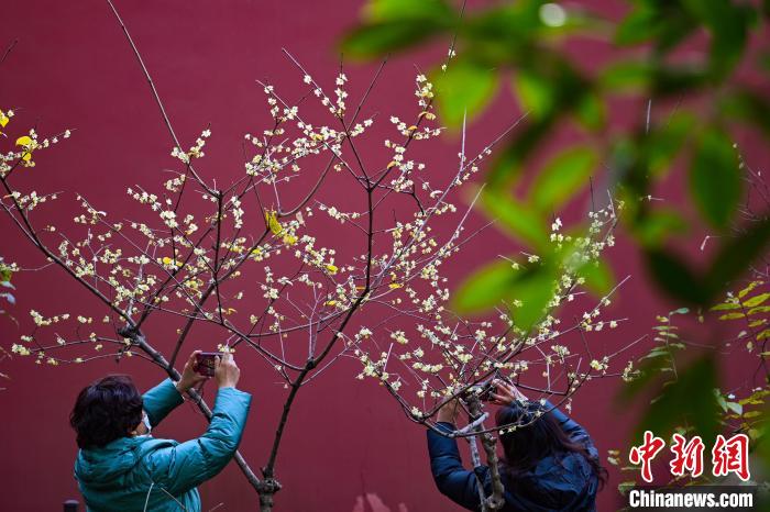 明孝陵のロウバイが開(kāi)花　江蘇省南京