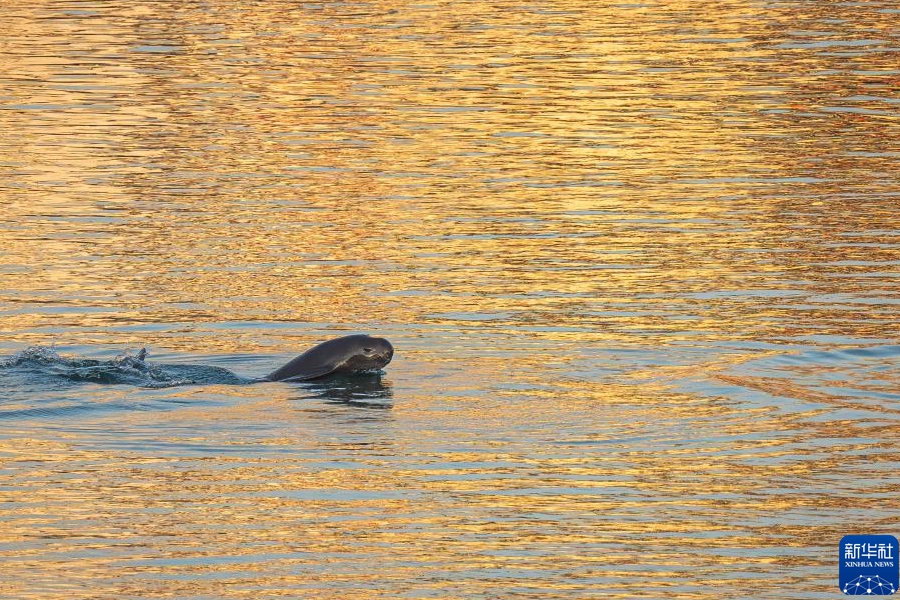波と戯れる長(zhǎng)江スナメリ　湖北省宜昌
