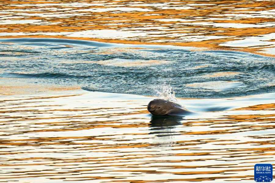 湖北省宜昌市にある長江葛洲ダムの下流域で泳ぎ戯れる長江スナメリ（撮影?肖蕓九）。