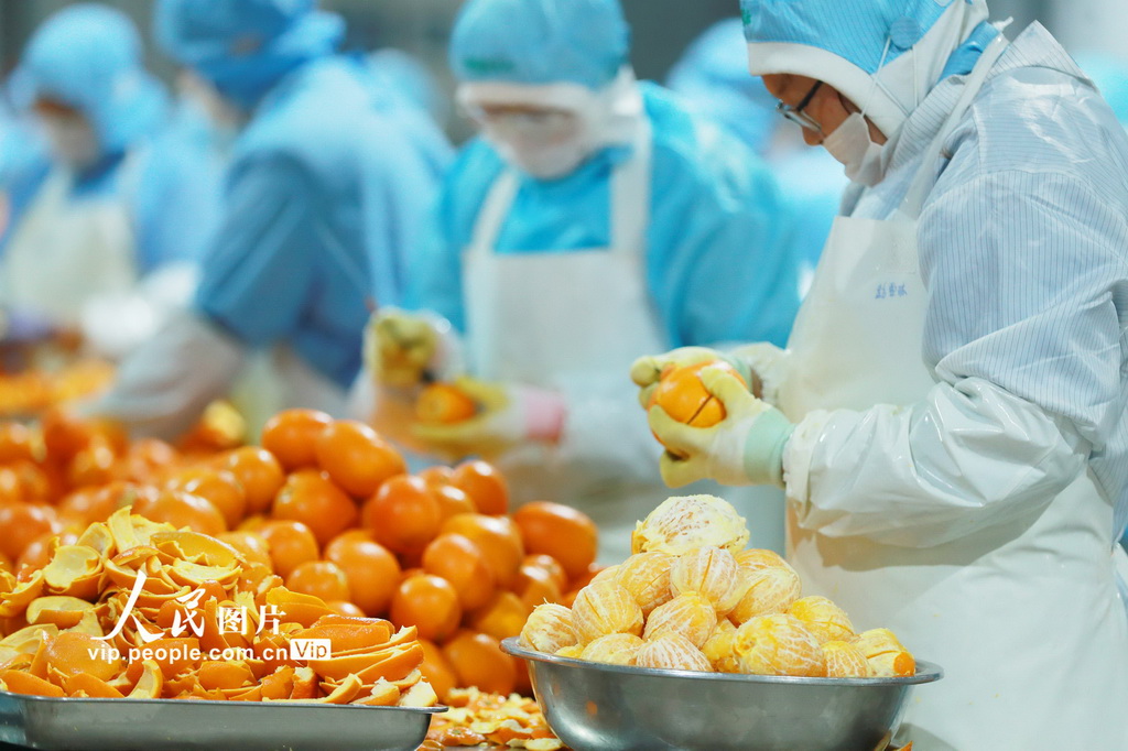 1月7日、湖北省宜昌市秭帰県屈姑國際農(nóng)業(yè)集団の工場でネーブルオレンジを加工する作業(yè)員（撮影?王罡/寫真著作権は人民図片網(wǎng)所有のため転載禁止）。