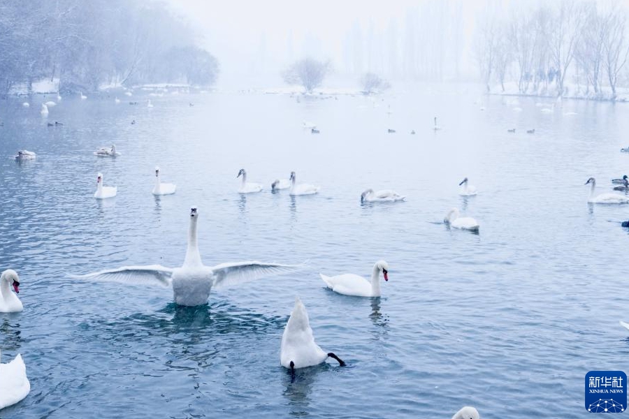 白鳥(niǎo)の群れが織りなす天鵝泉の冬景色　新疆伊寧