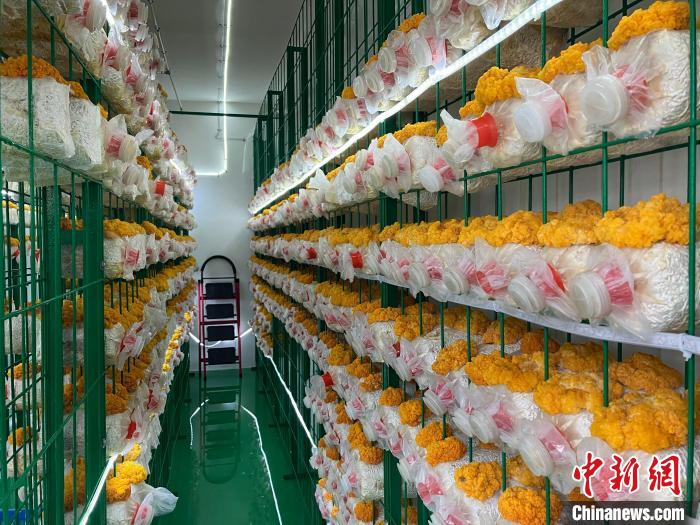 キノコ栽培ルームでは、「金のキノコ」が花のように開(kāi)花し、喜ばしい雰囲気になっていた。（撮影?胡豊盛）