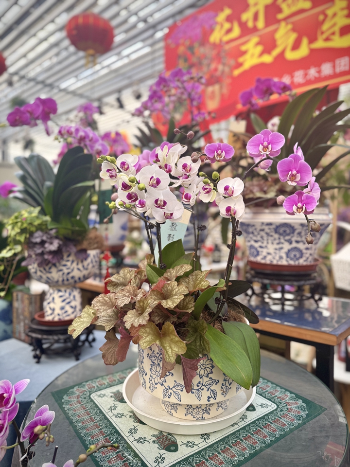 1月5日、北京花郷花卉クリエイティブパーク內(nèi)に並べられているコチョウラン。撮影?閆雨昕